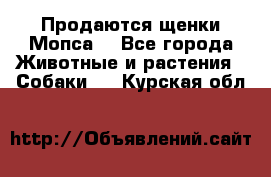 Продаются щенки Мопса. - Все города Животные и растения » Собаки   . Курская обл.